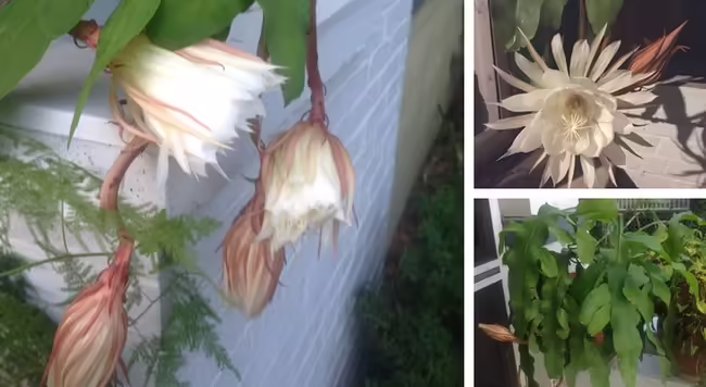 night blooming cereus cactus