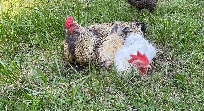 two chickens cuddle together in pasture grass
