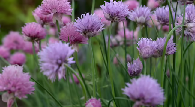 Chive flowers