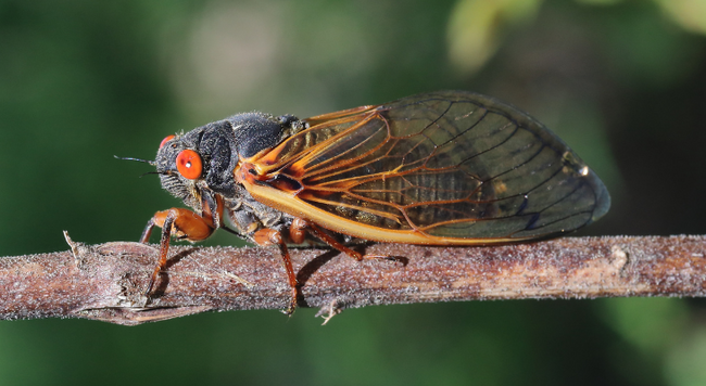 A cicada on a branch.