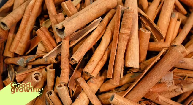 A pile of cinnamon quills