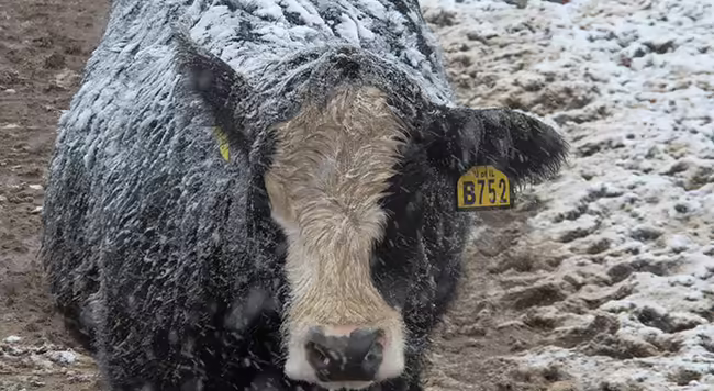 Calf in snowy weather
