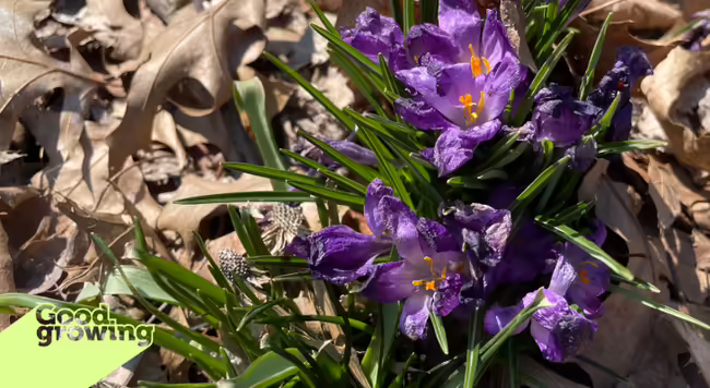 Crocus flowers that have been damaged by cold temperatures.