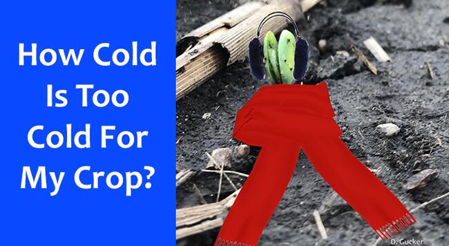 How cold is too cold for my crop?
