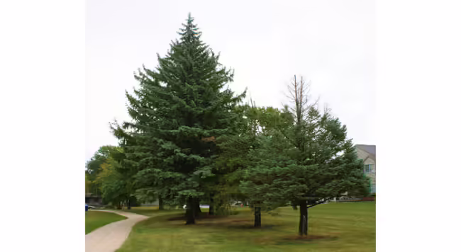 Colorado blue spruce is a non-native, commonly planted landscape tree that suffers from many issues here in Illinois. 