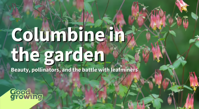 Columbine in the garden: Beauty, pollinators, and the battle with leafminers. Columbine plants with green leaves and red and yellow flowers