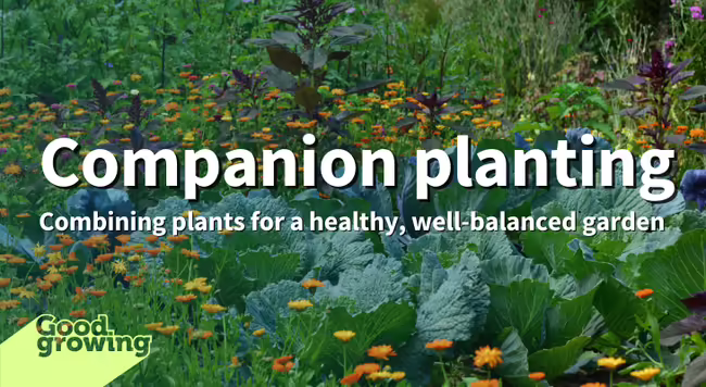 Companion planting: Combining plants for a healthy, well-balanced garden. A diverse planting of vegetables and flowers.