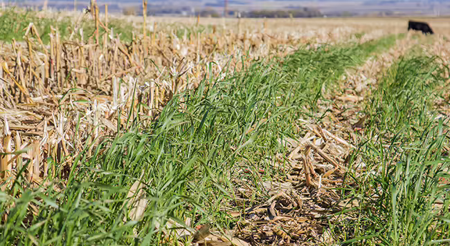 A field with corn stalks and cover crops. 