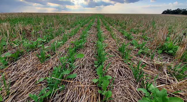 A field with cover crops growing in crop stubble.