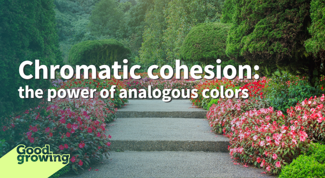 Chromatic cohesion: the power of analogous colors steps on walkway framed by flowers of red and pink