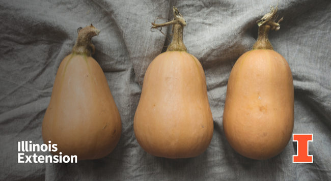 Three whole butternut squash with stems on a gray tablecloth. Contains orange I block logo and Illinois Extension wordmark.