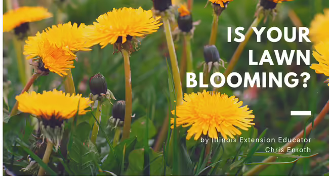 dandelions