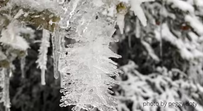 Rime ice accumulating over a hoar frost.