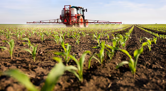 A corn field with a tractor and sprayer. 