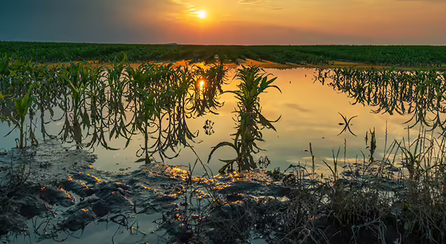 A corn field with standing water in it. 