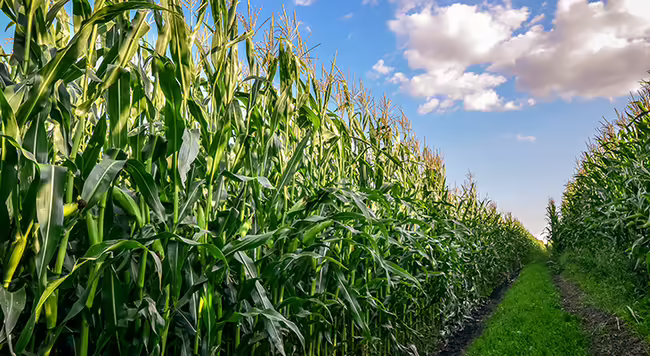 A corn field with clouds in the sky. 