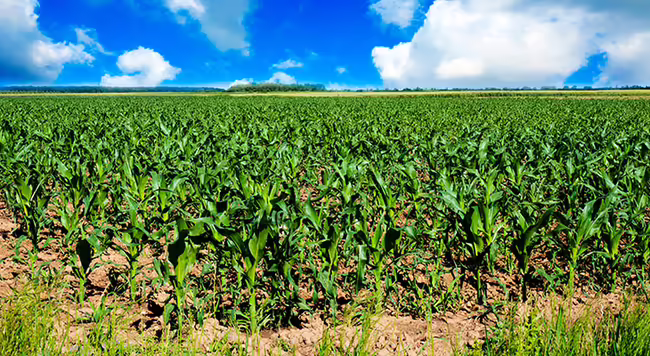 A corn field. 