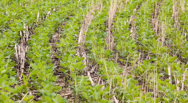 Soybeans growing in cover crop stubble.