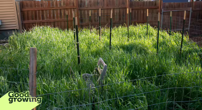 Cereal rye cover crop growing in a garden