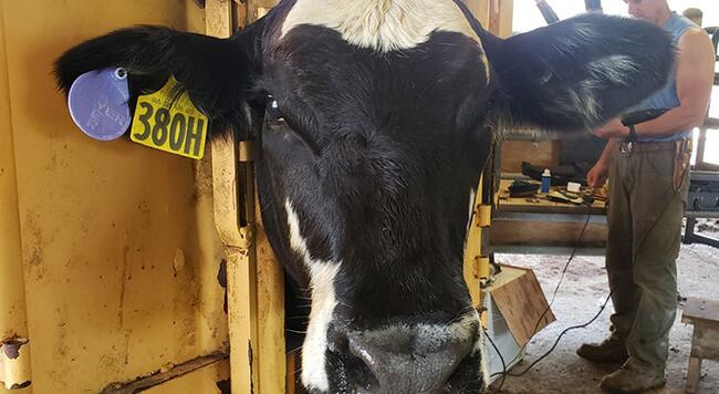 Cow in chute