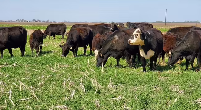 cows grazing a cover crop