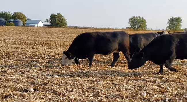 cows grazing cornstalks