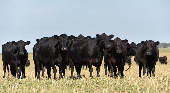 A group of black cows walking forward on a dry, grassy pasture