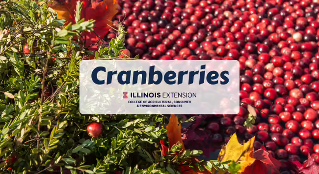 picture of cranberry plants and ripe cranberry fruit