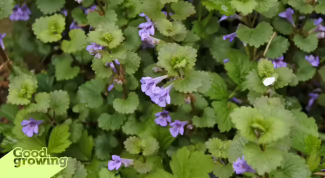 a patch of blooming creeping Charlie plants