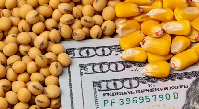 Money surrounded by corn and soybeans. 