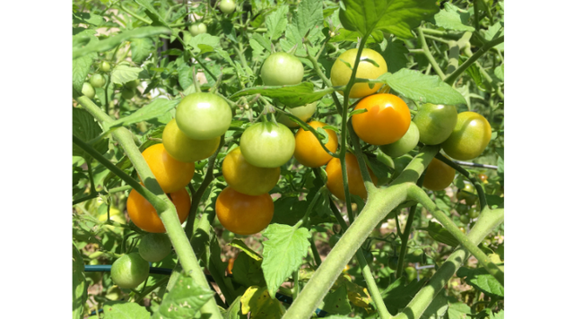 Delicious and sweet ‘Sungold’ tomatoes were hard to find in 2020 since an unusually large number of homebound gardeners bought up seeds and plants at unprecedented numbers.