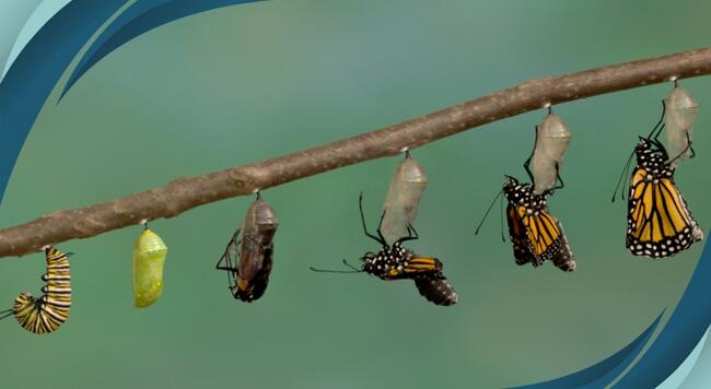 stages of Monarch butterfly development
