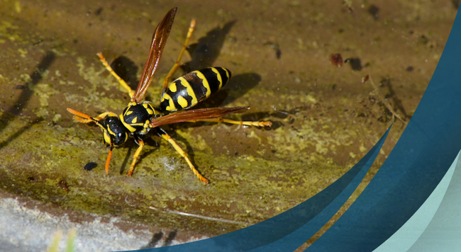 close up of a yellowjacket wasp, yellow and black stripes and skinny wings