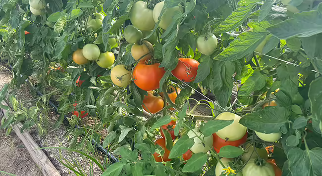 Red and green tomatoes on a plant with green leaves