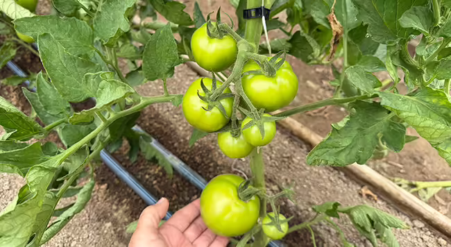 several green tomato fruits on plant