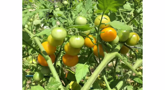 Domestication of the tomato was long believed to have happened from plants with cherry-sized fruits, but recent genetic research indicates otherwise.