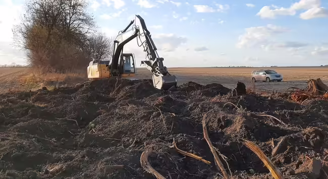 An excavator clears tree roots in a farm field with large shrub and blue sky in background.