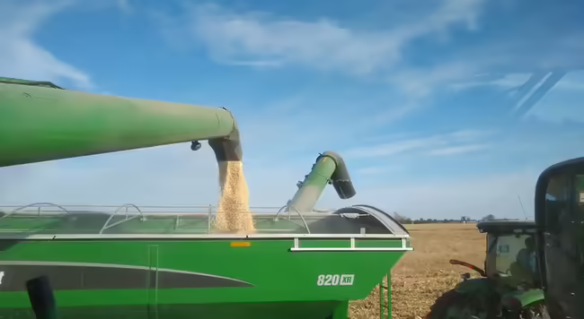 Freshly harvested corn pushes out of a combine with blue sky and wispy clouds in background