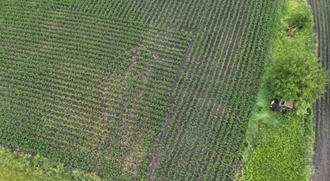 Aerial view of barely emerged plants in farm field. Several trees and a building sit on a strip of land at the edge.