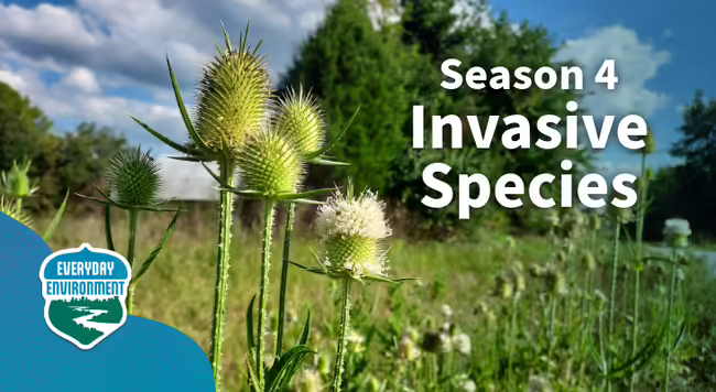 Season 4 Invasive species