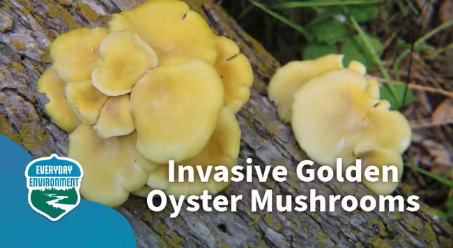 invasive golden oyster mushroom