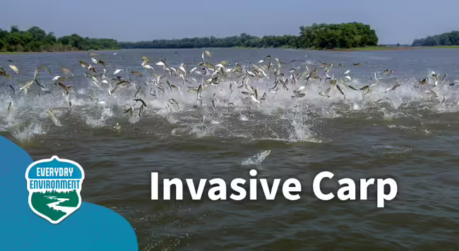 invasive carp