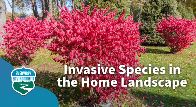invasive species in the home landscape