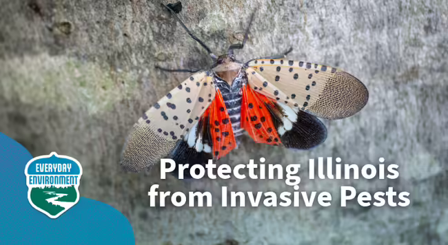 protecting illinois from invasive pests