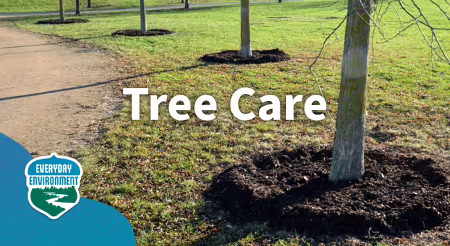 Tree care