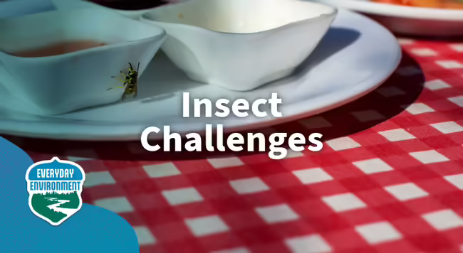 insect challenges