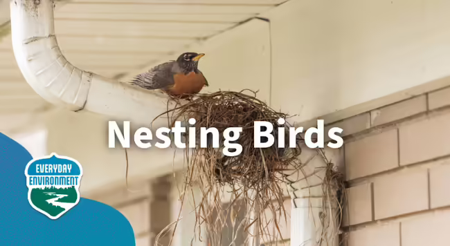 Nesting birds