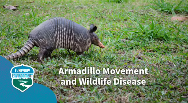 armadillo movement and wildlife disease. Armadillo walking