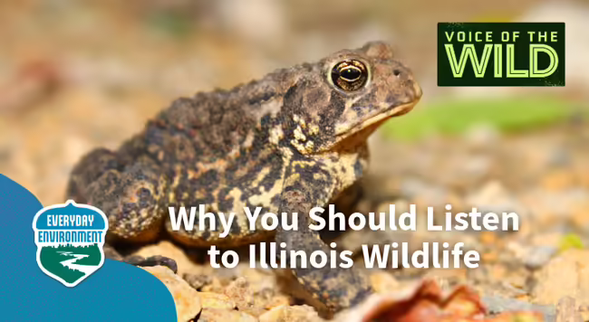 why you should listen to illinois wildlife