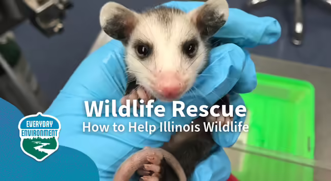 small opossum held in gloved hand in clinic